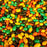 Maravilla con Chocolate 200 gr