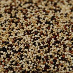 Semillas de Quinoa Multicolor